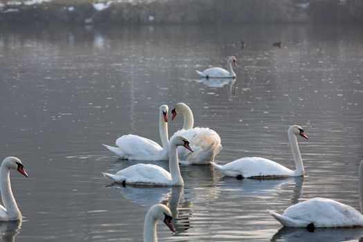 Beautiful white swans floating on the water