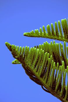 Norfolk Island pine, branch detail