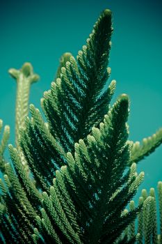 Norfolk Island pine, branch detail