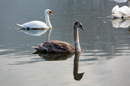 Beautiful white swans floating on the water