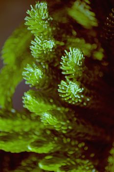 Norfolk Island pine, branch detail