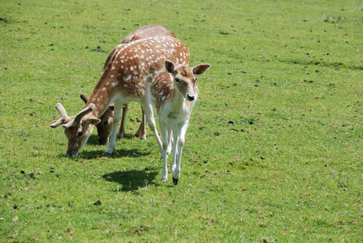 Fallow Deer (Dama dama)