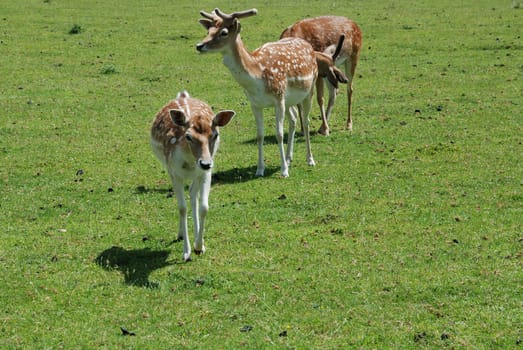 Fallow Deer (Dama dama)