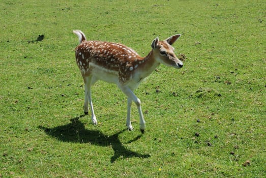 Fallow Deer (Dama dama)