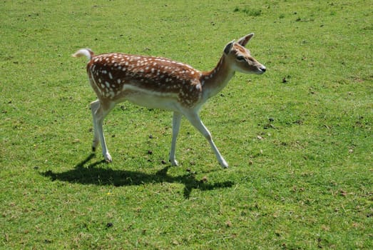 Fallow Deer (Dama dama)