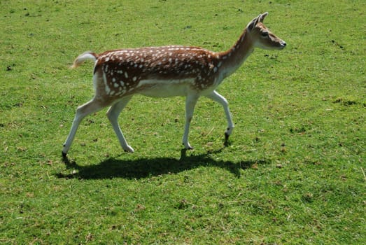 Fallow Deer (Dama dama)