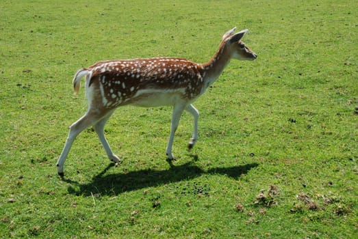 Fallow Deer (Dama dama)