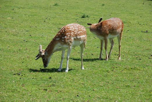 Fallow Deer (Dama dama)