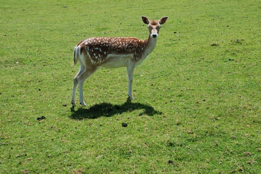 Fallow Deer (Dama dama)