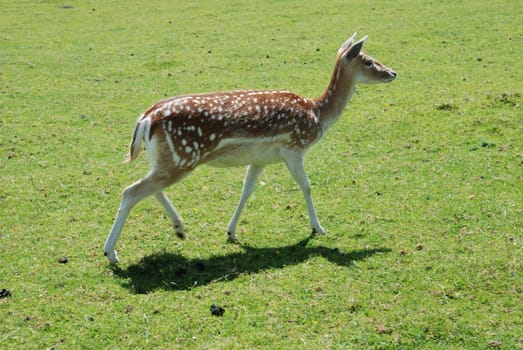 Fallow Deer (Dama dama)