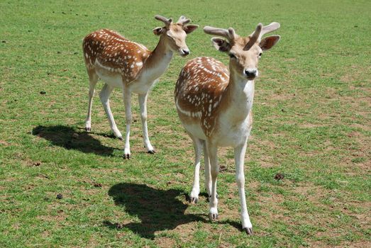 Fallow Deer (Dama dama)