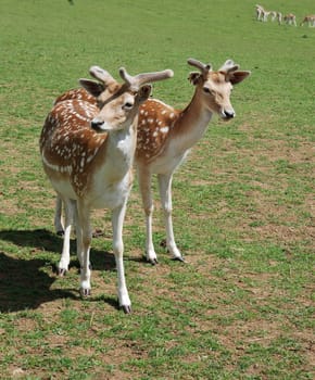 Fallow Deer (Dama dama)