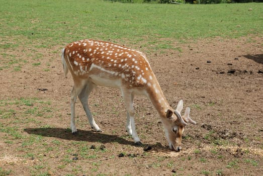 Fallow Deer (Dama dama)