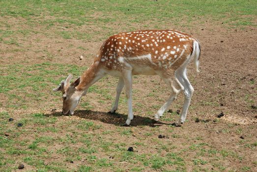 Fallow Deer (Dama dama)