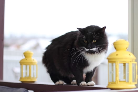 Black and white serious cat with yellow eyes near candlesticks