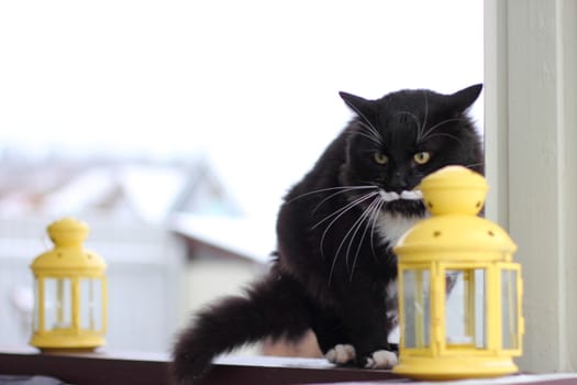 Black and white serious cat with yellow eyes near candlesticks