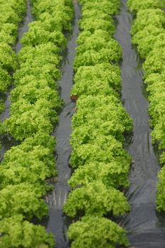 Lollo bionda (Lactuca sativa var crispa) in rows on black film