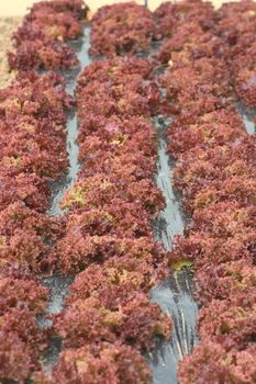 Lollo rosso or Lollo rossa (Lactuca sativa var crispa) in rows on black film