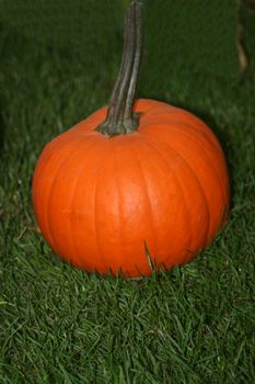 Orange pumpkin (Cucurbita) is on a green meadow