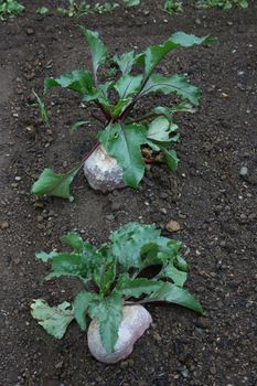 Beetroot, red beet (Beta vulgaris subsp. Vulgaris) in a row in the soil 