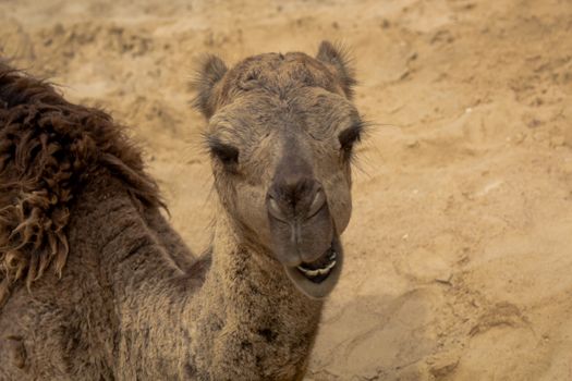 Tunisian camel smiling for the photo with the desert sand in the background