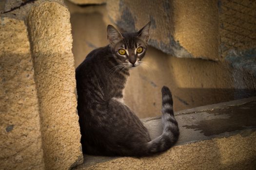 Cat was resting on some rocks and decided to pose for the photo