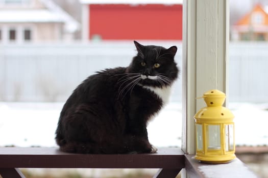 Black and white serious cat with yellow eyes near candlesticks