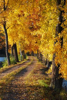 colored autumn tree and the road covered with colorful autumn leaves