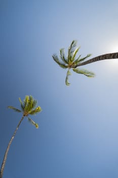 two Palm trees, low angle view against blue sky.