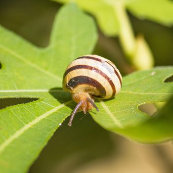 Snail on green fig leaf, square composition
