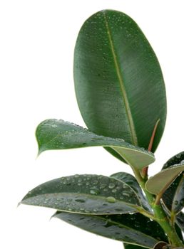 Fresh Ficus Leaves with Water Drops isolated on white background