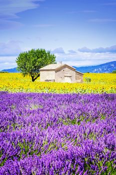 Beautiful landscape with sunflower field over cloudy blue sky and bright sun lights 