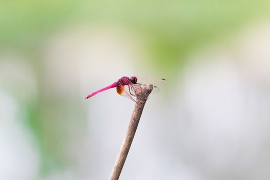 dragonfly on wood branch in nature