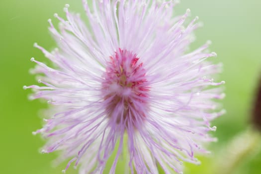 close up bush violet flower