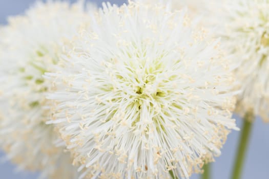 close up bush white flower