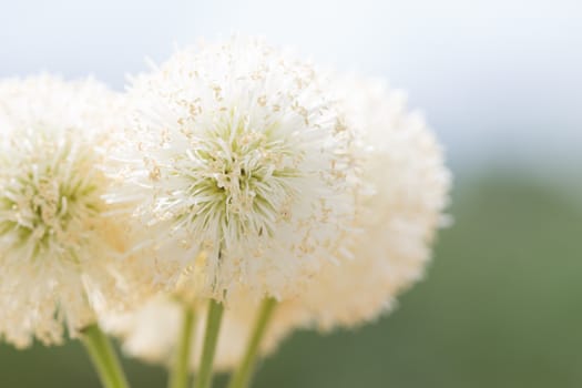 close up natural bush white flower