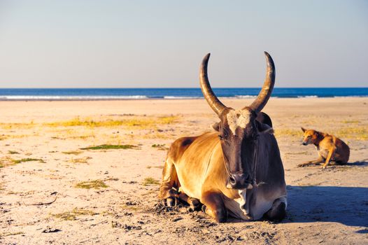 Ox in the beach Goa in India