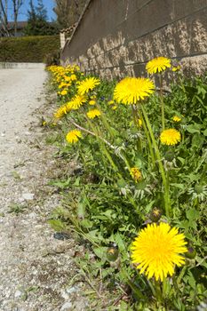 Masses of dandelions growing beside a gravel road in the country