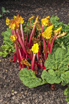 A crop of rhubarb that has been 'forced' (made to grow tall, early in the season, by shielding from light)