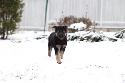 German shepherd puppy in winter with snow