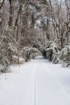 A snow-covered road through woodland with a single set of tyre tracks on it.