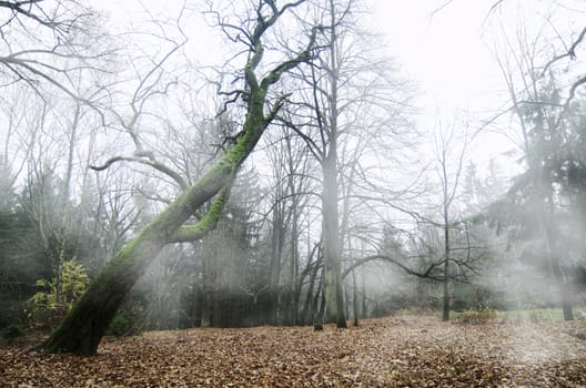 misty forest