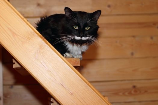 black and white cat at wooden staircase