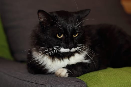 Cat with long mustache and serious look
