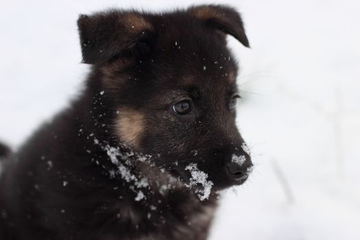 German shepherd puppy in winter with snow