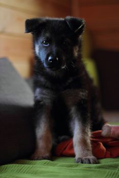 German shepherd puppy in winter with snow