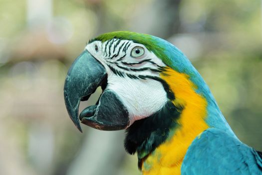Colorful parrot birds