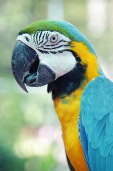 Colorful parrot birds