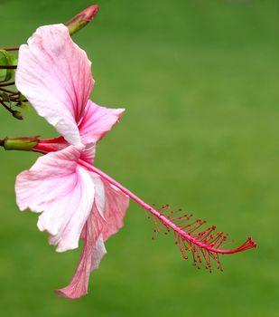 Beautiful pink hibiscus flower with stamens and pistil