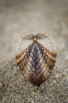 Seashell on brown beach sand background - Rough cockle (Acanthocardia tuberculata)